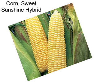 Corn, Sweet Sunshine Hybrid