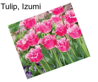 Tulip, Izumi