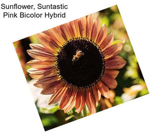 Sunflower, Suntastic Pink Bicolor Hybrid