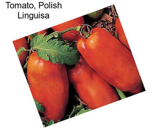 Tomato, Polish Linguisa