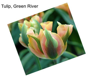 Tulip, Green River