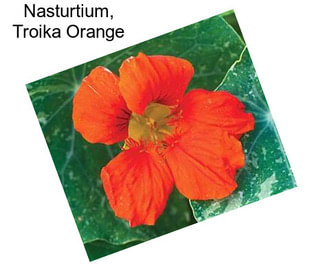 Nasturtium, Troika Orange