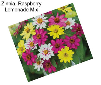 Zinnia, Raspberry Lemonade Mix