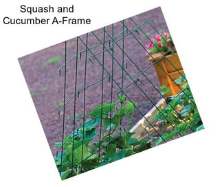 Squash and Cucumber A-Frame