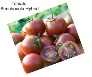 Tomato, Sunchocola Hybrid