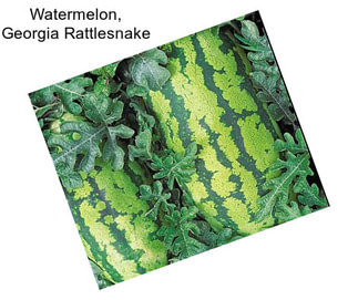 Watermelon, Georgia Rattlesnake