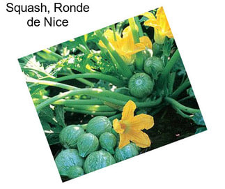 Squash, Ronde de Nice