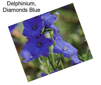 Delphinium, Diamonds Blue