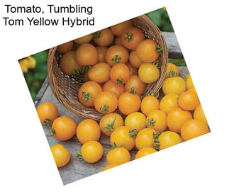 Tomato, Tumbling Tom Yellow Hybrid