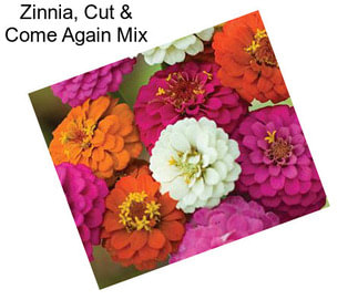 Zinnia, Cut & Come Again Mix