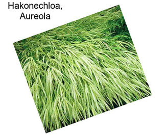 Hakonechloa, Aureola