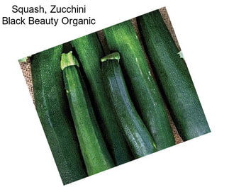 Squash, Zucchini Black Beauty Organic