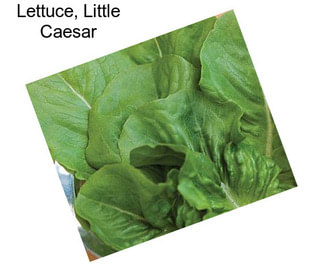 Lettuce, Little Caesar