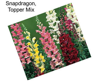 Snapdragon, Topper Mix