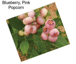 Blueberry, Pink Popcorn