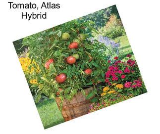 Tomato, Atlas Hybrid