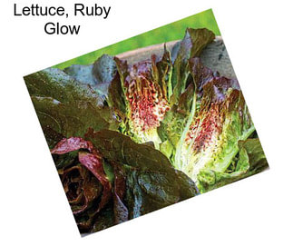 Lettuce, Ruby Glow