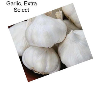 Garlic, Extra Select