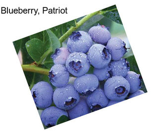 Blueberry, Patriot