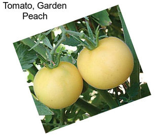 Tomato, Garden Peach