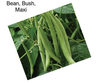 Bean, Bush, Maxi