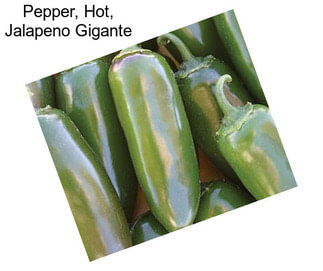 Pepper, Hot, Jalapeno Gigante