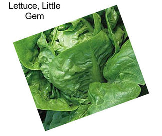 Lettuce, Little Gem
