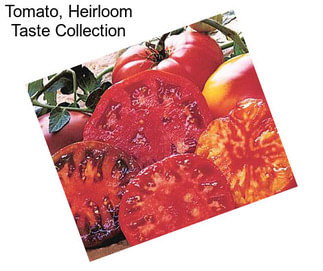 Tomato, Heirloom Taste Collection