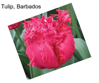 Tulip, Barbados