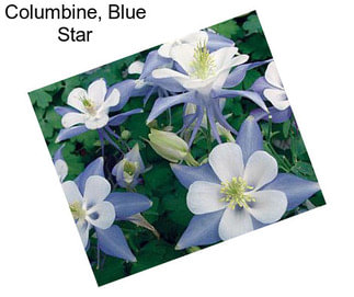 Columbine, Blue Star