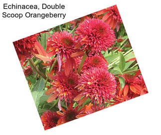 Echinacea, Double Scoop Orangeberry