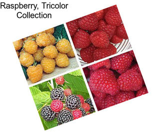 Raspberry, Tricolor Collection