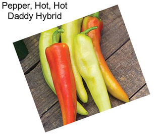 Pepper, Hot, Hot Daddy Hybrid