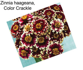 Zinnia haageana, Color Crackle