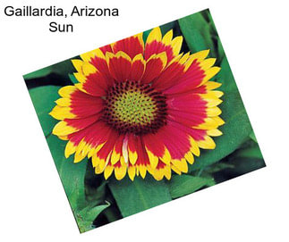 Gaillardia, Arizona Sun