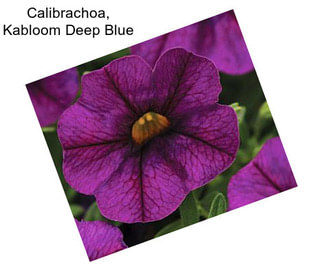 Calibrachoa, Kabloom Deep Blue