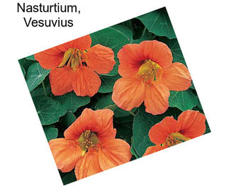 Nasturtium, Vesuvius