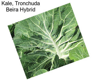 Kale, Tronchuda Beira Hybrid