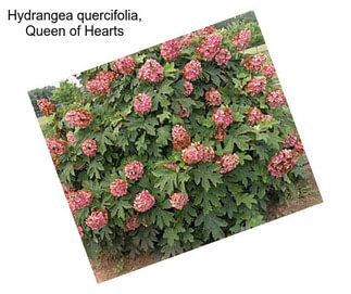 Hydrangea quercifolia, Queen of Hearts
