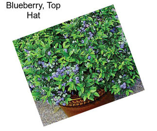 Blueberry, Top Hat
