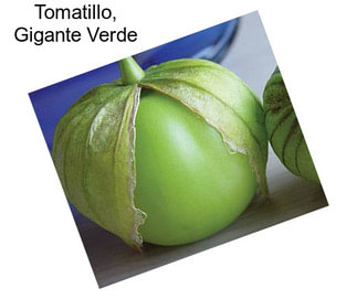 Tomatillo, Gigante Verde