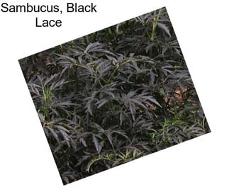Sambucus, Black Lace