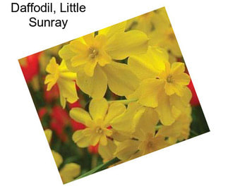 Daffodil, Little Sunray