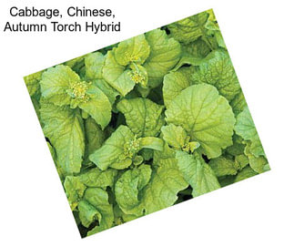 Cabbage, Chinese, Autumn Torch Hybrid