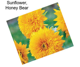 Sunflower, Honey Bear