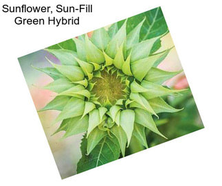 Sunflower, Sun-Fill Green Hybrid