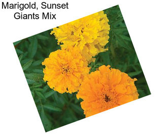 Marigold, Sunset Giants Mix