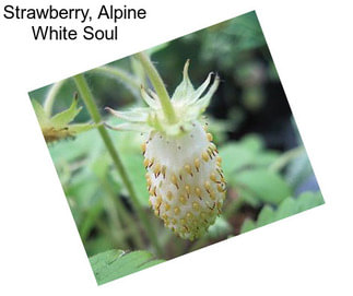 Strawberry, Alpine White Soul