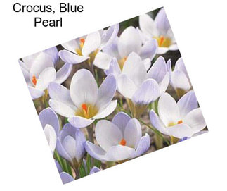 Crocus, Blue Pearl