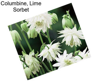 Columbine, Lime Sorbet